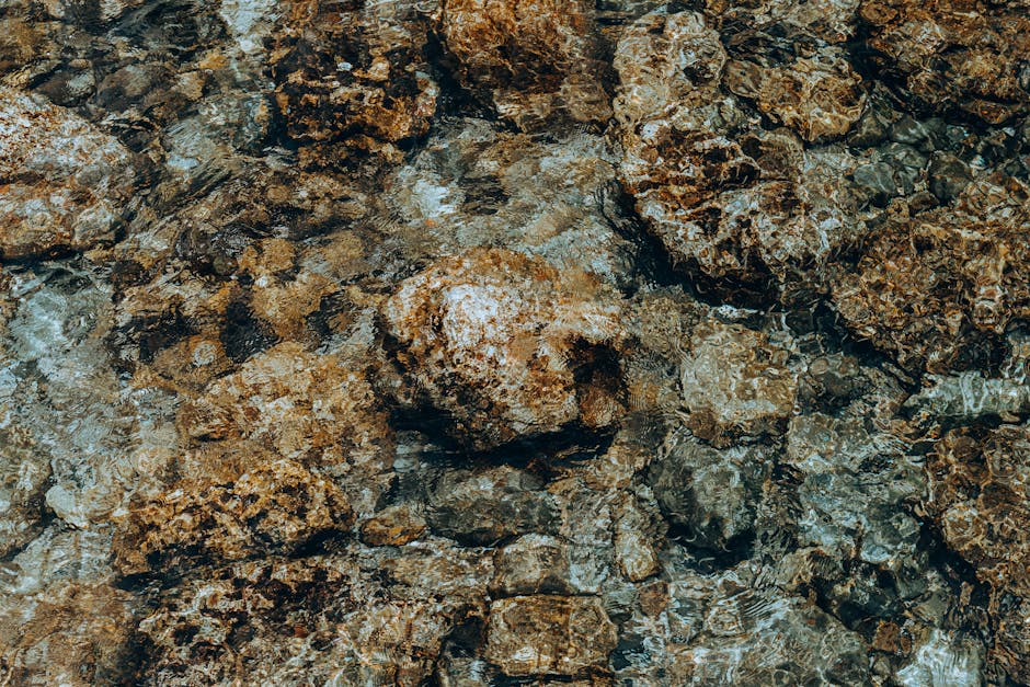 比目魚：理性探討這種獨特海洋生物的魅力